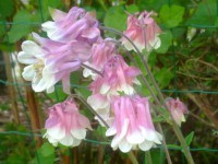 /album/rusticgarden/a6-6-mennessa-090-jpg/